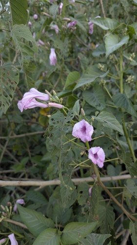 Bush Morning Glory