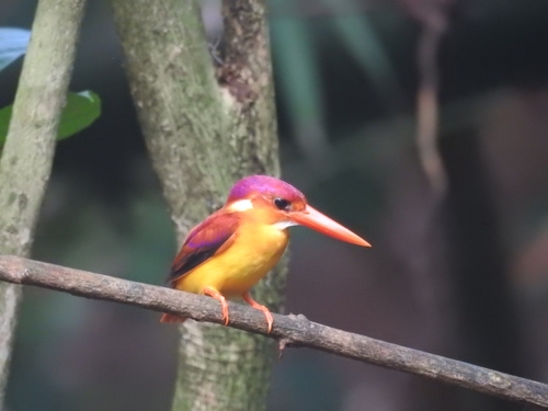 Black-backed Dwarf Kingfisher (Ceyx erithaca), photo 6