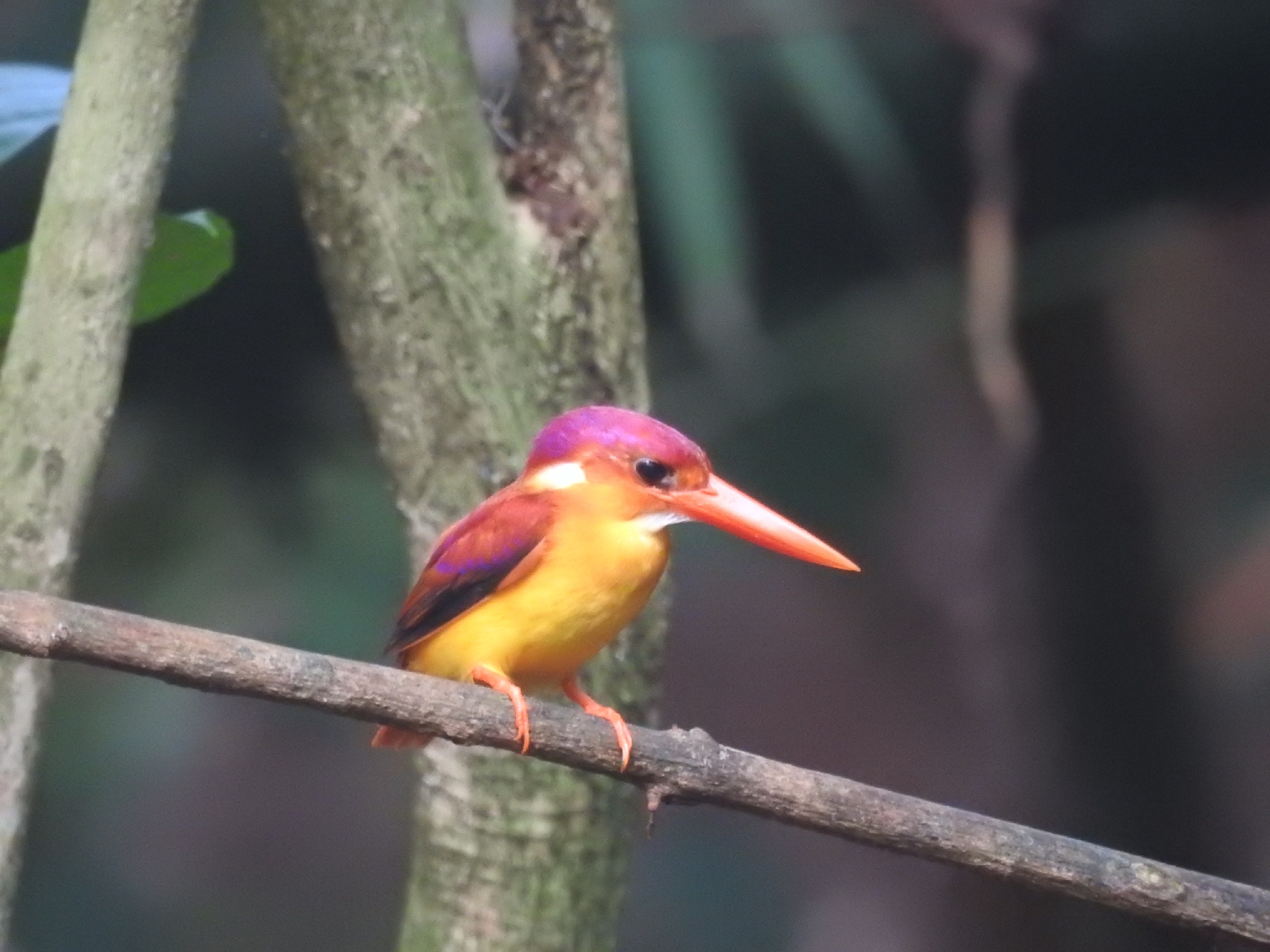Black-backed Dwarf Kingfisher (Ceyx erithaca), photo 6