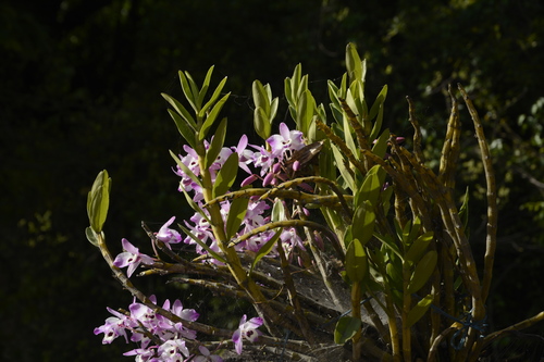Image of Dendrobium nobile by (c) Siddarth Machado, some rights reserved (CC BY)