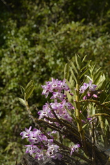 Dendrobium nobile