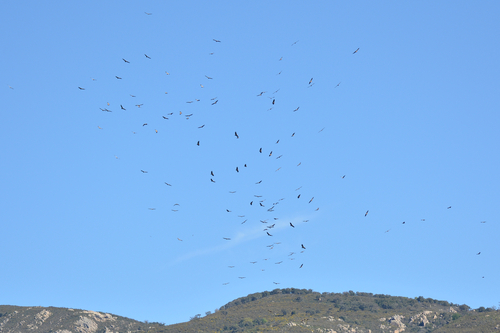 Avistamiento Buitre leonado (Sierra Nevada)