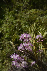 Dendrobium nobile