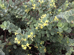 Wikstroemia uva-ursi