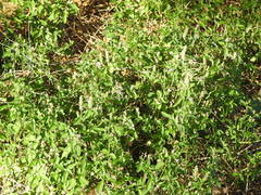 Rostellularia obtusa