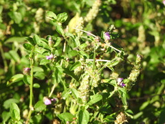 Rostellularia obtusa