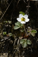 Fragaria nubicola