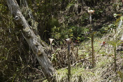 Arisaema nepenthoides