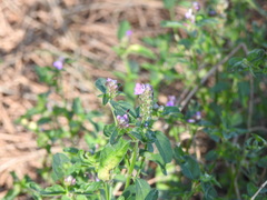 Rostellularia obtusa