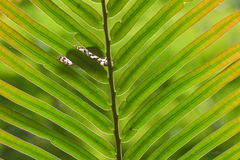 Abraximorpha davidii