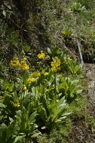 Image of Primula prolifera by (c) Siddarth Machado, some rights reserved (CC BY)