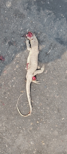 Bengal Monitor