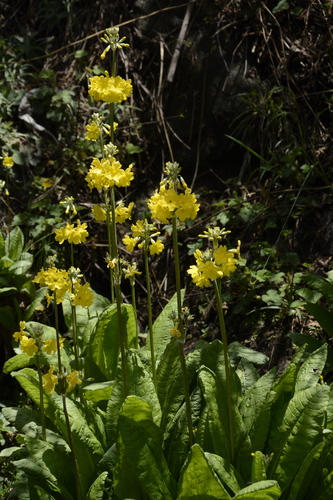 Image of Primula prolifera by (c) Siddarth Machado, some rights reserved (CC BY)