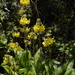 Yunnan Cowslip - Photo (c) Siddarth Machado, some rights reserved (CC BY), uploaded by Siddarth Machado