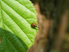 Tatianaerhynchites aequatus