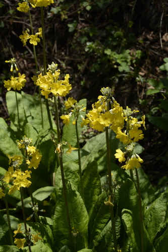 Primula prolifera, photograph 2