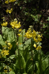 Primula prolifera