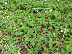 Fragaria vesca bracteata