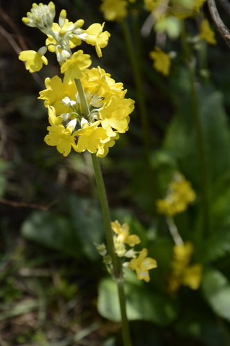 Primula prolifera, photograph 3