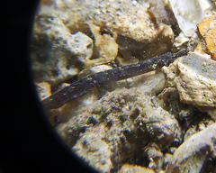 Phoxocampus belcheri