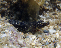 Phoxocampus belcheri