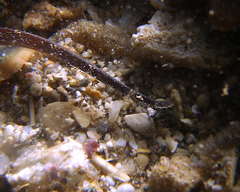 Phoxocampus belcheri