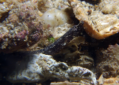 Phoxocampus belcheri