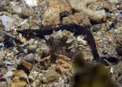 Phoxocampus belcheri