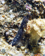 Phoxocampus belcheri