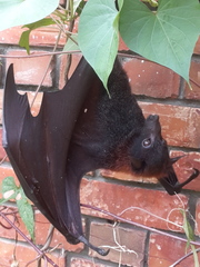 Pteropus vampyrus