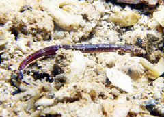 Phoxocampus belcheri