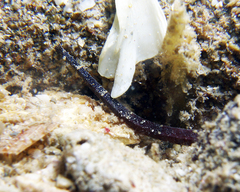 Phoxocampus belcheri