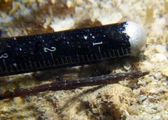 Phoxocampus belcheri