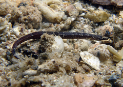 Phoxocampus belcheri