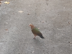 翠翼鳩