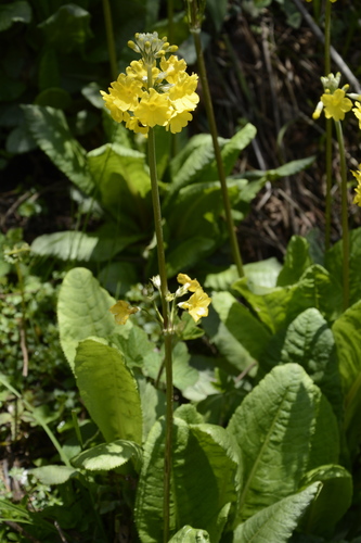 Yunnan Cowslip (Primula prolifera)