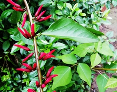 Erythrina corallodendron
