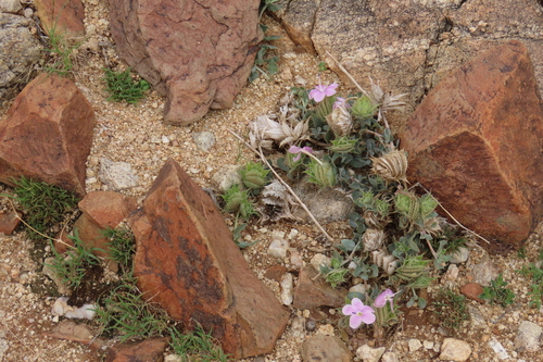 Barleria lichtensteiniana, photograph 3