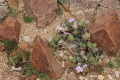 Barleria lichtensteiniana, photograph author not stated, no rights reserved