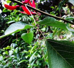 Erythrina corallodendron