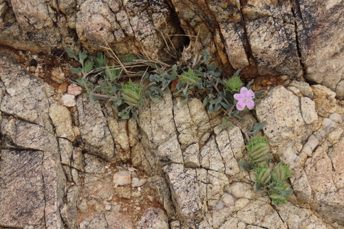Barleria lichtensteiniana, photograph 4