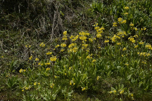 Image of Primula prolifera by (c) Siddarth Machado, some rights reserved (CC BY)