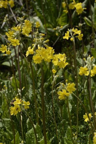 Image of Primula prolifera by (c) Siddarth Machado, some rights reserved (CC BY)