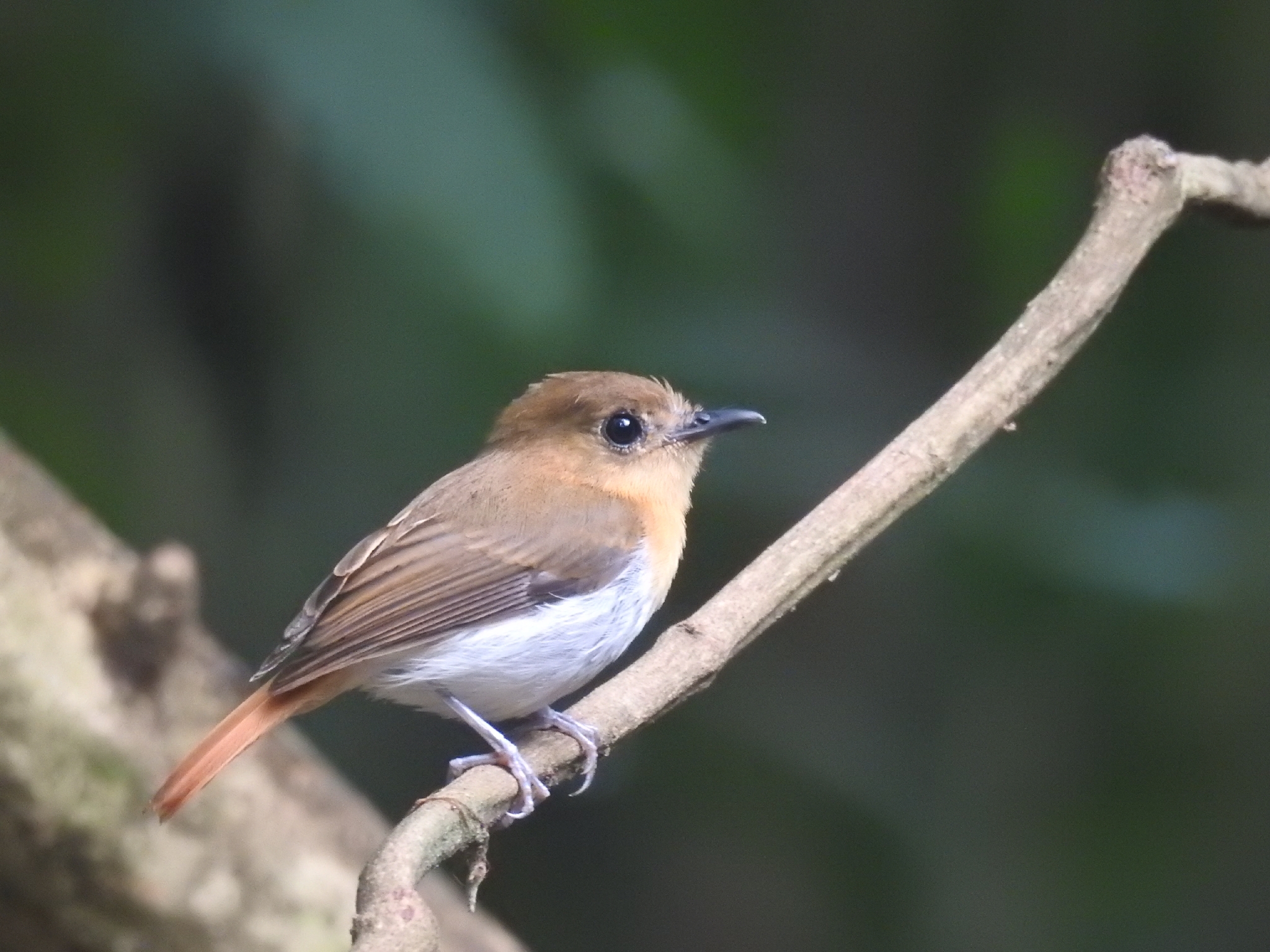 Palawan Flycatcher (Ficedula platenae), photo 1