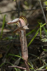 Arisaema nepenthoides