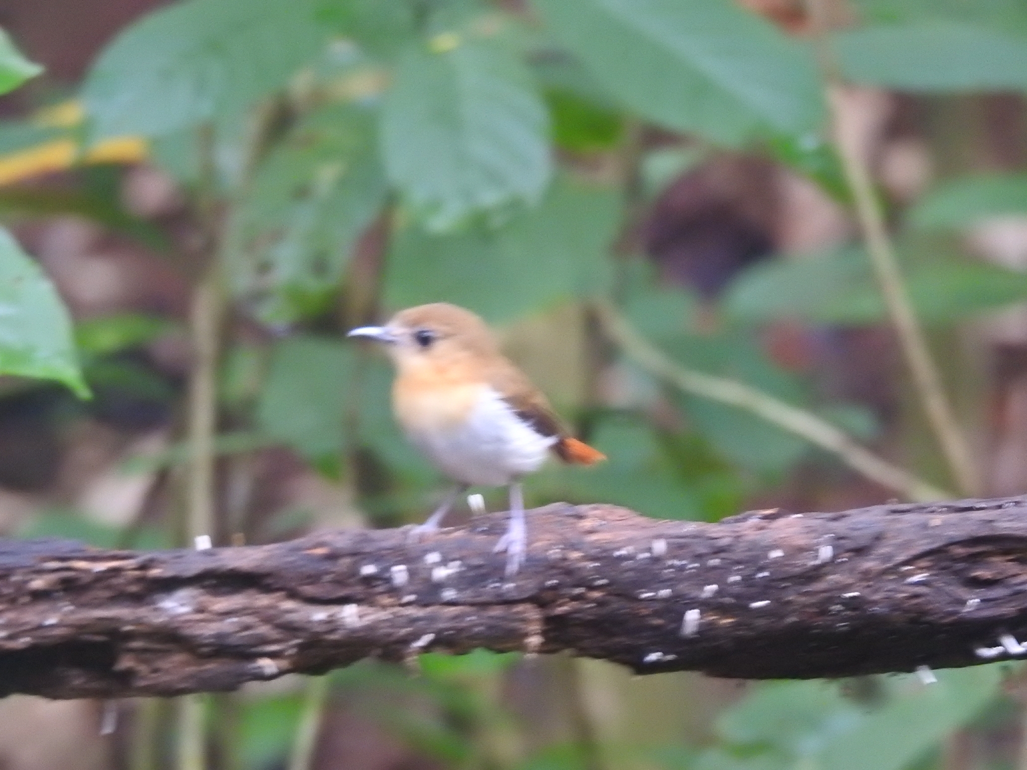 Palawan Flycatcher (Ficedula platenae), photo 2