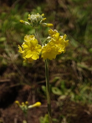 Primula prolifera