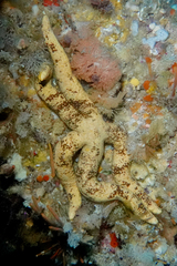 Ophidiaster macknighti