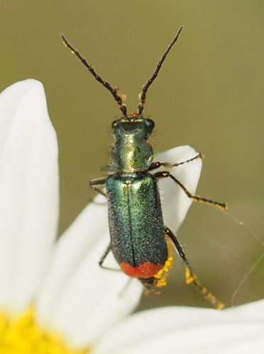 Common Malachite-beetle photo 5