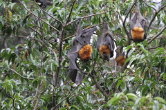 Pteropus poliocephalus